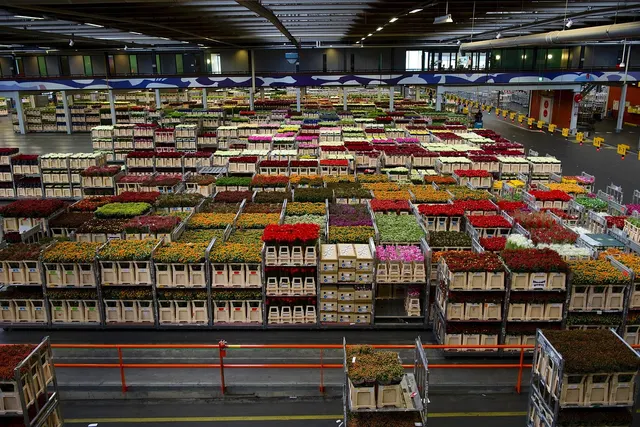 Wholesale flower distribution warehouse with rows of carts stacked with crates of colorful cut roses and tulips