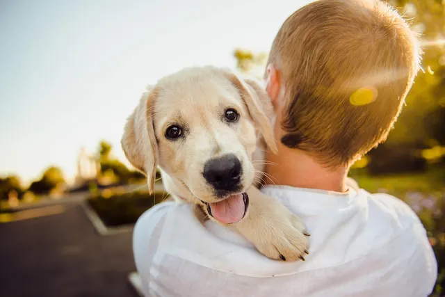 Smiling golden retriever puppy resting its paw on the shoulder of a person in a white shirt outdoors in sunlight