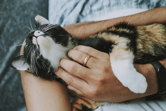 Calico cat with eyes closed lying in a person's lap as a hand wearing a gold ring scratches its chin