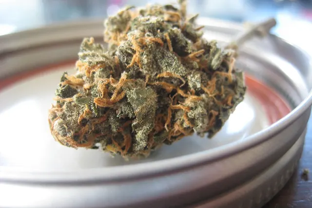 Close-up of a dried cannabis bud with orange hairs and frosty trichomes resting in a silver metal tin lid