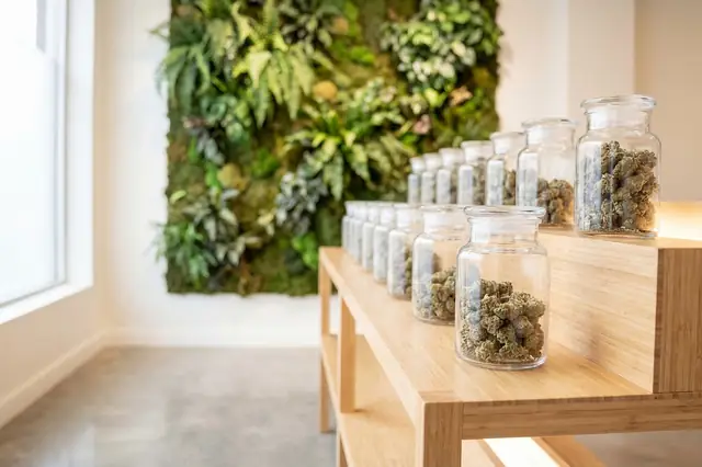 Glass jars of cannabis flower on a wooden counter by a plant wall