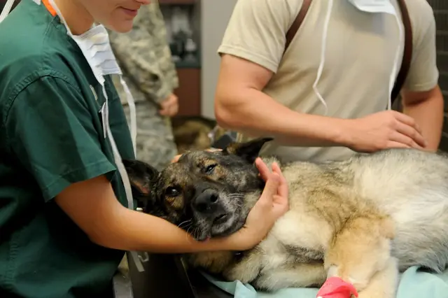 Vet staff comforting a German shepherd on an exam table