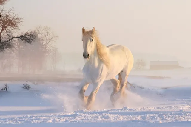 White horse with a blond mane galloping through deep snow on a misty winter morning, a barn and bare trees behind