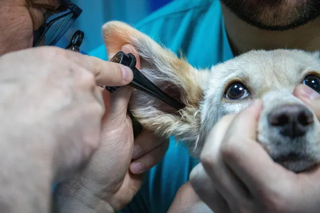 Veterinarian using an otoscope to examine a cream-colored dog's ear while an assistant in teal scrubs holds its head