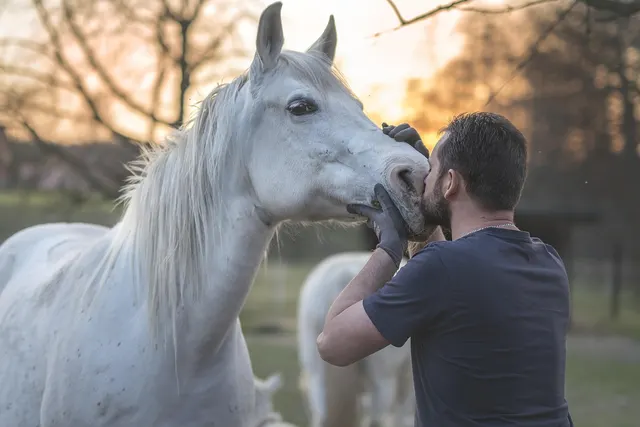 Man in a navy T-shirt and gloves holding a white horse's muzzle close to his face in a pasture at sunset