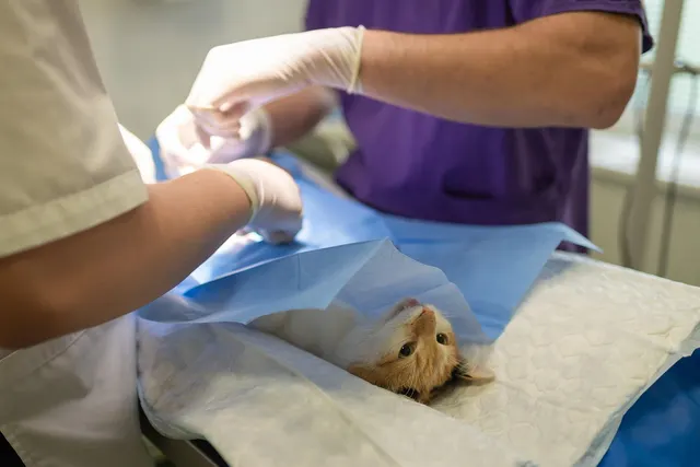 Two veterinary staff in gloves and scrubs preparing an orange and white cat under a blue surgical drape on an exam table