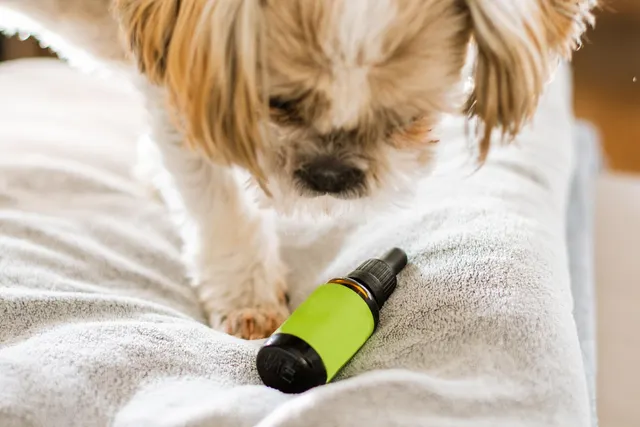 Small shaggy dog sniffing an amber dropper bottle with a blank green label on a soft gray blanket