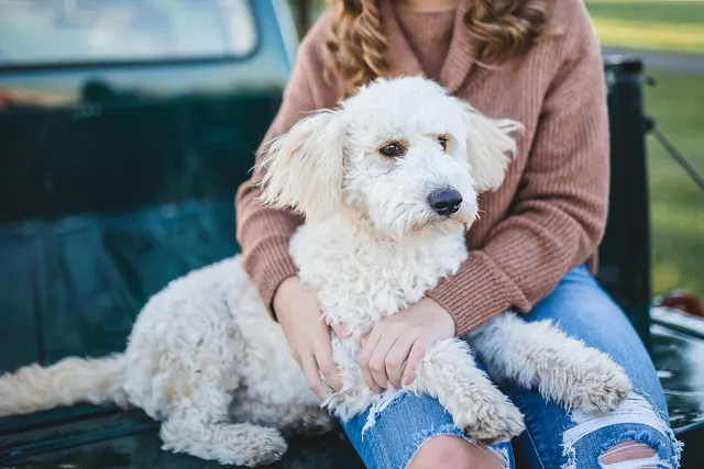 Woman in a pink sweater and ripped jeans holding a fluffy white doodle dog on the tailgate of a green pickup truck