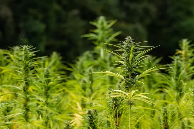 Flowering hemp plants with green buds and serrated leaves growing in a field against a dark forest background