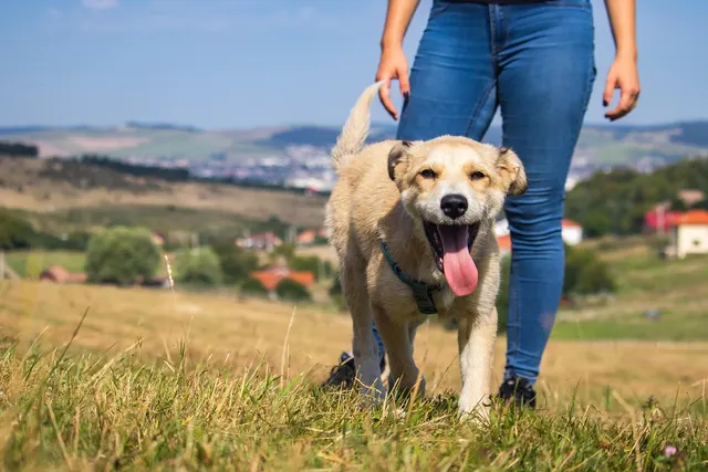 Smiling tan puppy with tongue out walking on a grassy hillside beside its owner in jeans, with a town in the distance