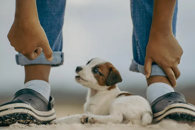 Brown and white puppy lying on sandy ground between the legs of a person in rolled-up jeans and clogs