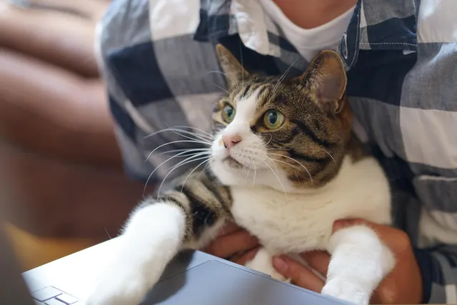 Tabby and white cat held on a person's lap in a plaid shirt, one paw resting on an open laptop