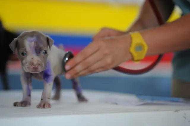 Vet examining a small puppy with a stethoscope
