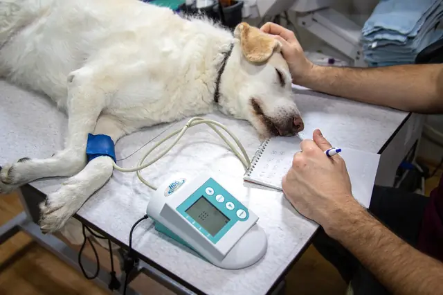 Sleeping dog on an exam table with a blood pressure monitor